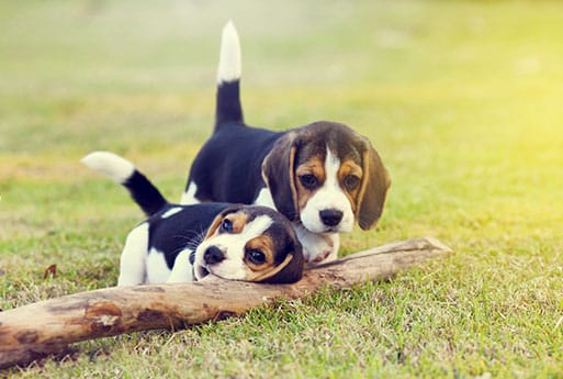 Two playful beagle puppies are outside on the grass, interacting with a large stick. Their energetic antics and curiosity would make any veterinarian smile as sunlight softly brightens the scene.