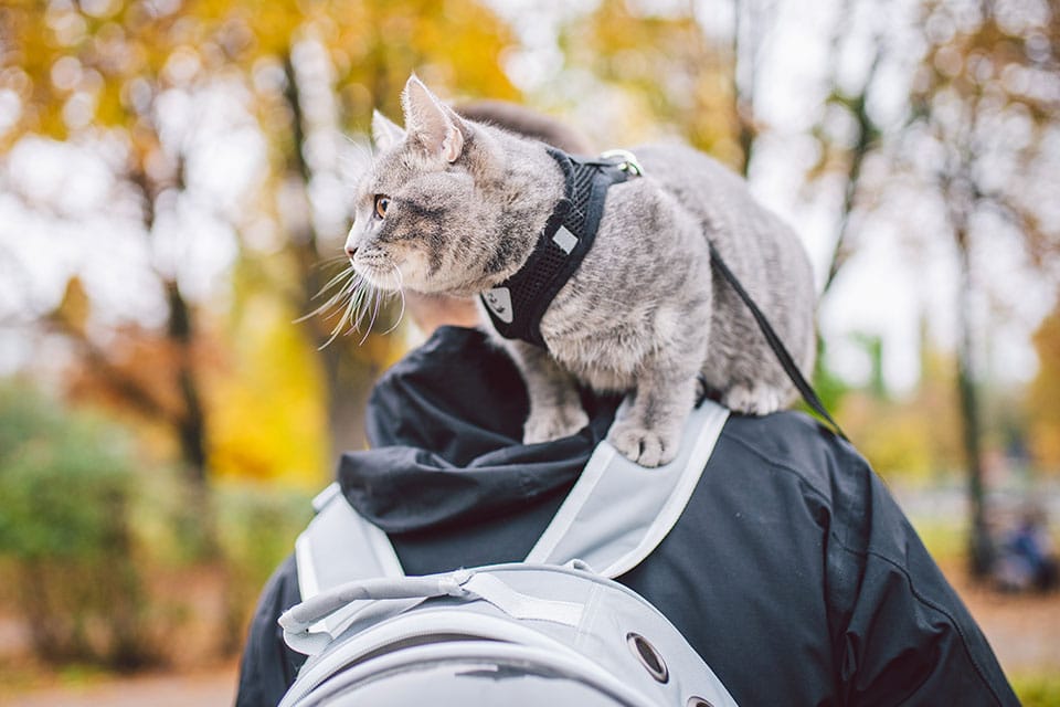 A gray tabby cat wearing a harness, perhaps fresh from a vet visit, sits on a person's shoulders outdoors. The person, seen from behind with a backpack, stands among autumn trees with yellow leaves.
