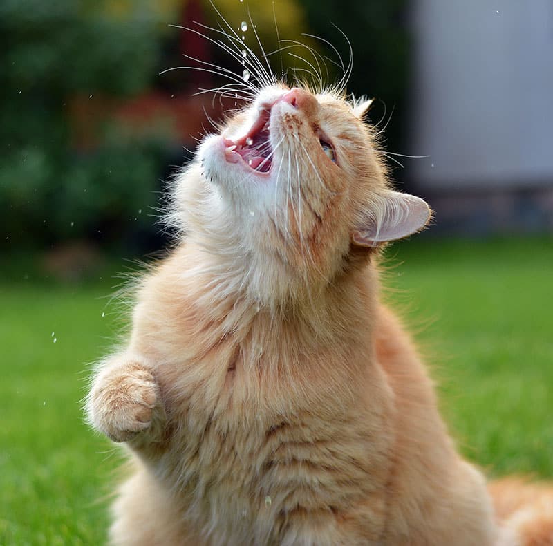 A fluffy orange cat sits on grass with its mouth wide open, looking up and reaching out with one paw, as water droplets fall toward its face—perhaps giving its veterinarian something to smile about.