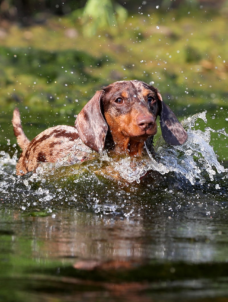 A brown and tan dachshund splashes through shallow water, droplets flying around as the dog moves forward—enjoying a vet-approved outing, with greenery blurred in the background.