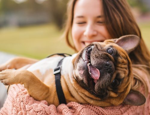 Your Frenchie Friend: How to Care for a French Bulldog