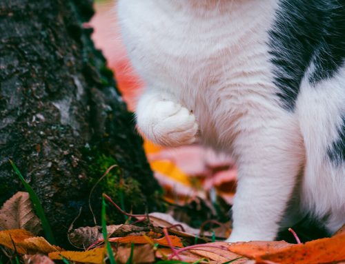 Limping in Pets: Identifying Causes and the Crucial Role of Diagnostics