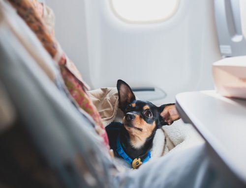 Protect Your Pet On the Road: Essential Guide to Travel-Related Diseases & Prevention