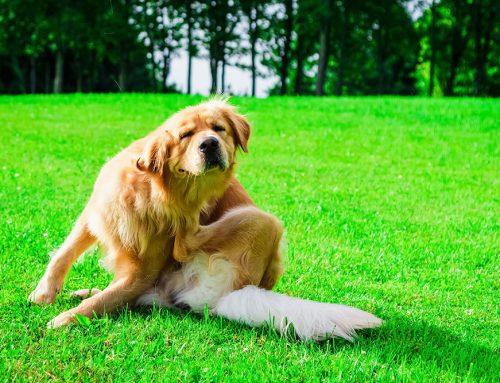 When Allergies Strike: Helping Pets Stay Healthy Through the Seasons