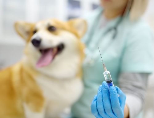 Understanding Canine Parvovirus: Symptoms and Prevention