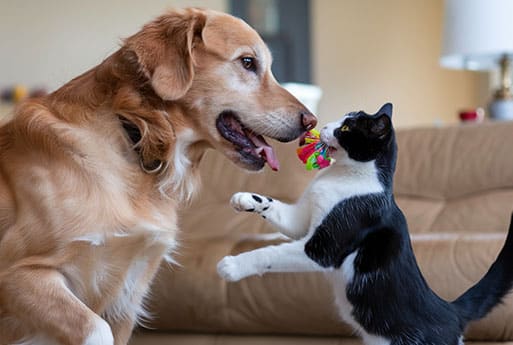 A golden retriever and a black-and-white cat face each other indoors, both tugging playfully on a colorful toy with their mouths. The background shows a couch and a lamp.