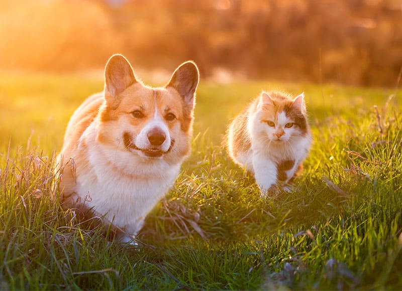 A corgi dog and a fluffy cat walk side by side through grass in a sunlit field, with warm golden sunlight creating a soft, peaceful atmosphere.