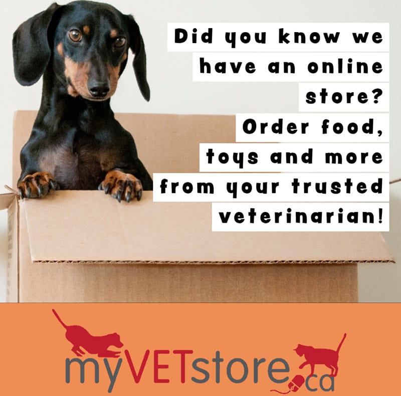A dachshund dog sits in a cardboard box. Text reads: "Did you know we have an online store? Order food, toys and more from your trusted veterinarian!" At the bottom is the myVETstore.ca logo.