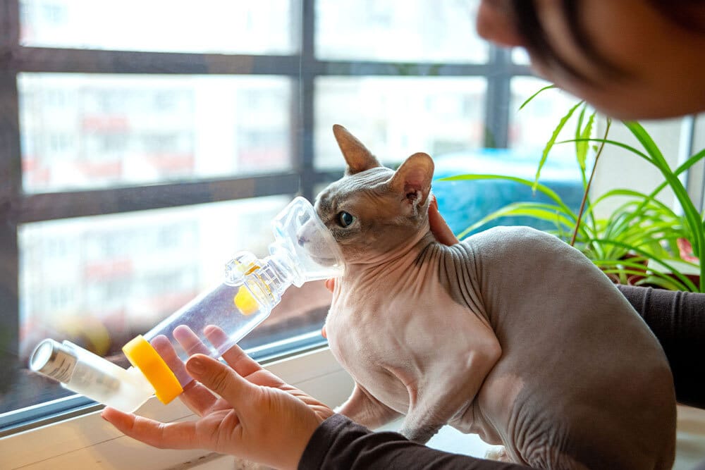 A person holds a breathing mask over the face of a hairless Sphynx cat sitting on a windowsill next to a green plant, administering medicine with an inhaler.