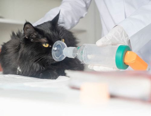 Understanding Feline Asthma: Symptoms and Management
