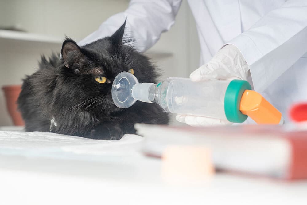 A black cat is lying on a table while a person in white gloves and a lab coat holds an oxygen mask over its nose and mouth, suggesting a veterinary treatment.