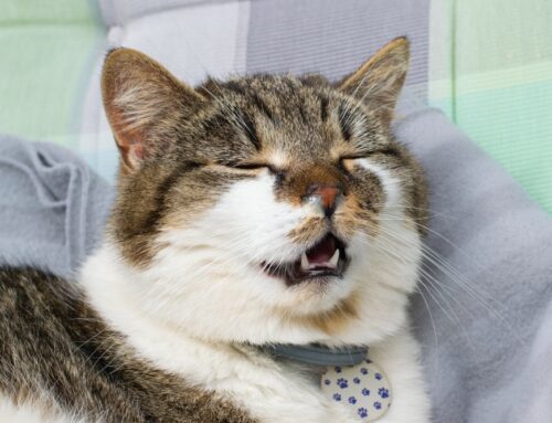 Recognizing Upper Respiratory Infections in Cats