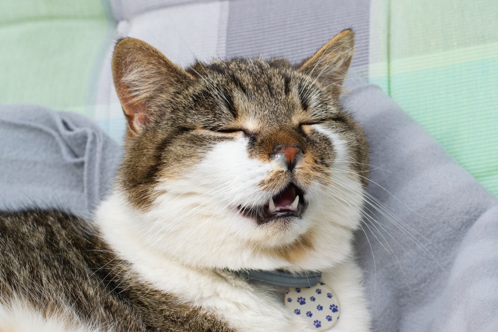 A brown and white cat with a collar and closed eyes appears to be mid-meow or sleeping with its mouth open, lying on a soft gray blanket with a checkered background.
