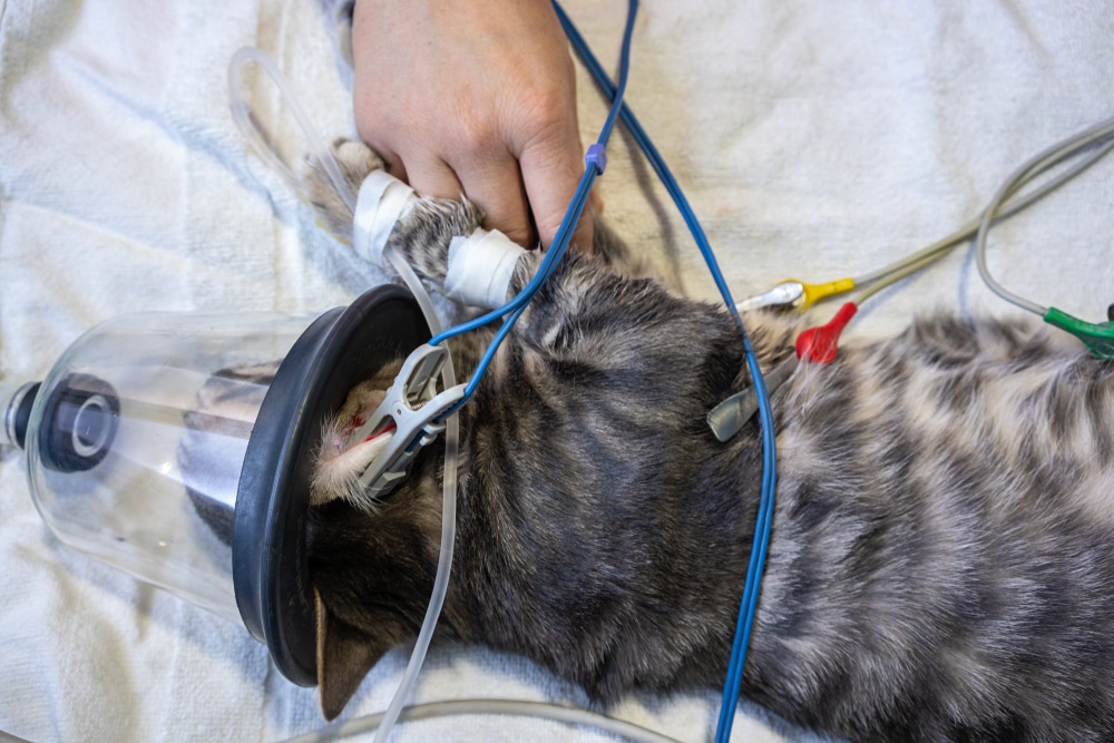 A cat lies on its side on a white towel, receiving anesthesia through a mask while connected to various medical wires and equipment. A person's hand gently holds the cat's paw, offering comfort.
