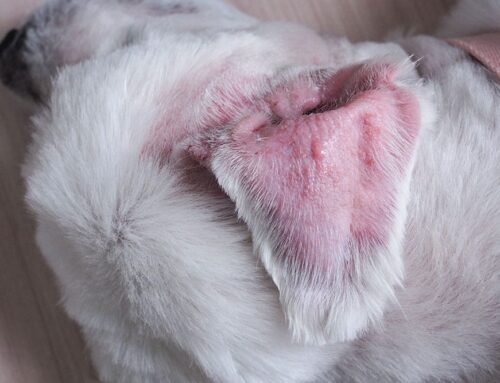 Recognizing and Treating Ear Hematomas in Dogs