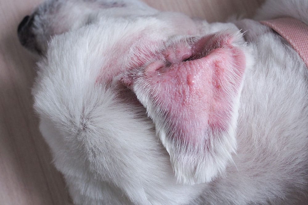 A close-up of a white dog with a red, irritated, and hairless patch on its ear, showing signs of a skin condition or infection. The dog is lying down on a light-colored surface.