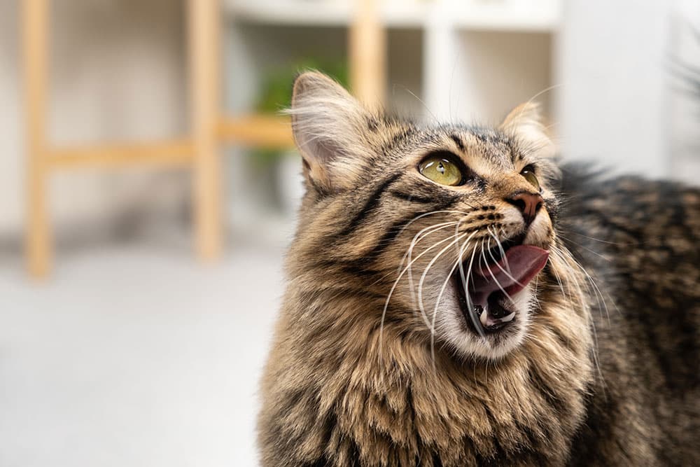 Fluffy brown tabby cat with yellow-green eyes, mouth open and tongue out as if meowing or licking its lips, indoors with a blurred background.