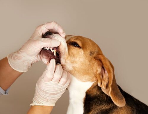 Dental Home Care That Works: Brushes, Wipes, and Gels