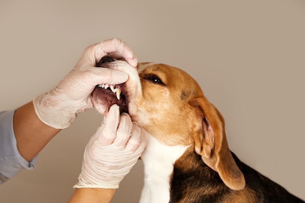 A person wearing latex gloves gently lifts a beagle dog's lips to check its teeth and gums against a neutral background.