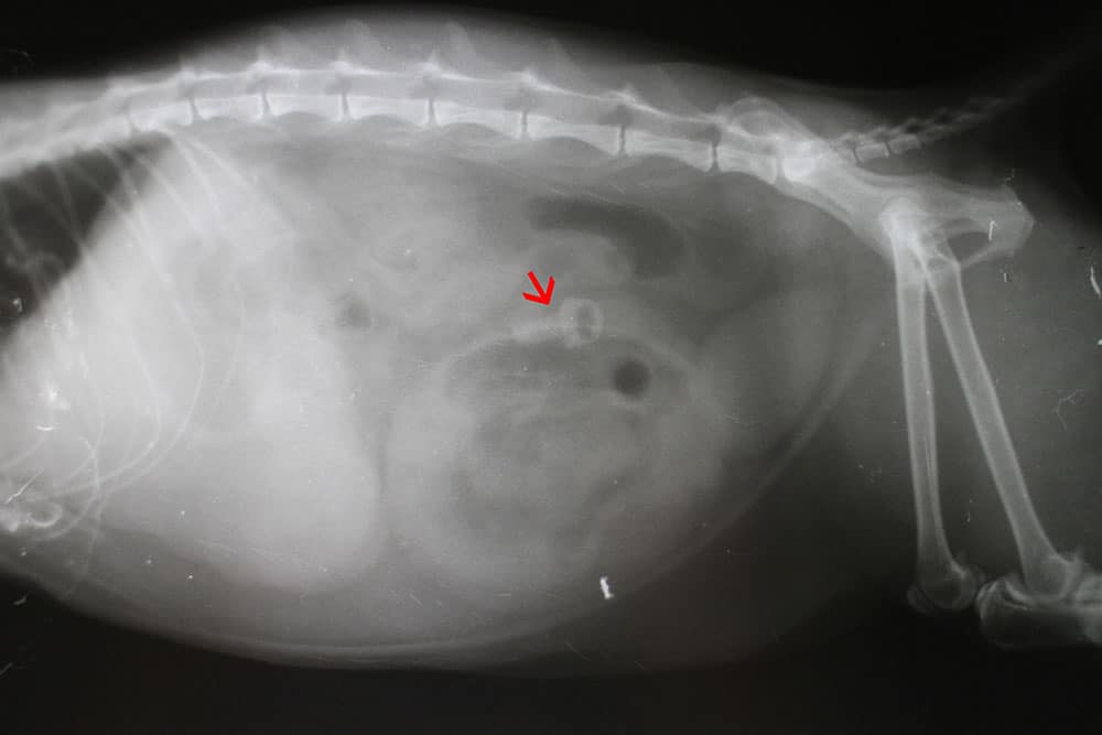 X-ray image of an animal’s abdomen, likely a cat or dog, with a red arrow pointing to a specific round opaque area, possibly indicating a foreign object or abnormality in the digestive tract.