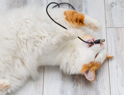 Foreign Body Removal Surgery: What Happens When Your Pet Eats Something They Shouldn’t