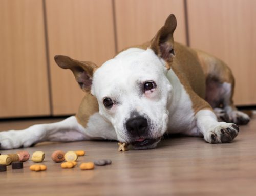 Foreign Body Removal Surgery: What Happens When Your Pet Eats Something They Shouldn’t