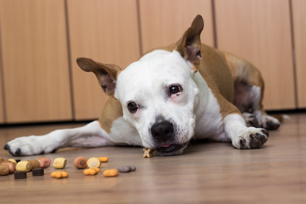 A brown and white dog lies on a wooden floor, chewing a treat with various dog biscuits scattered in front of it. The background features light-colored wooden cabinets.
