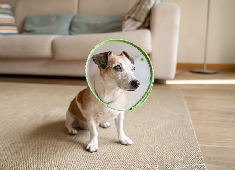A small dog wearing a green-edged plastic cone collar sits on a beige rug in a living room with a light-colored sofa and striped pillows in the background.