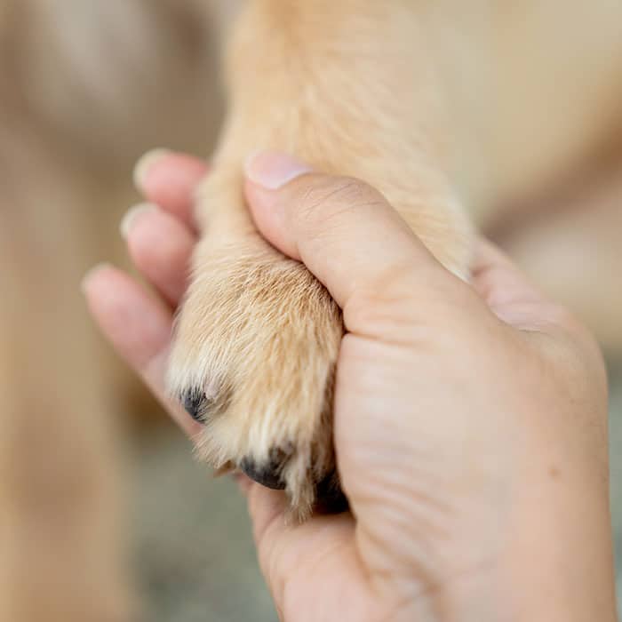A human hand gently holding a dog's paw, showing a close-up view that emphasizes the bond and connection between them.
