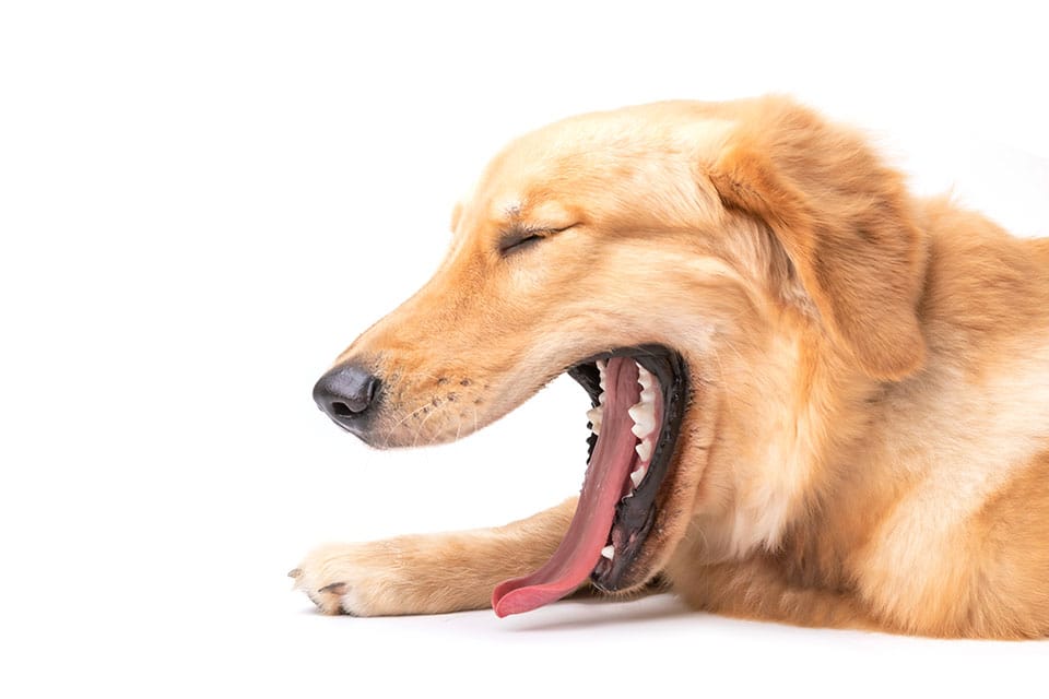 A golden retriever lying down with its eyes closed and mouth wide open in a big yawn, showing its teeth and tongue, against a white background.