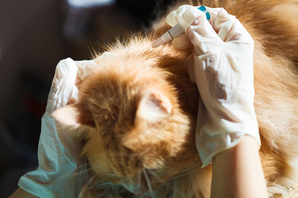A person wearing gloves applies medication with a dropper to the back of an orange cat’s neck, likely for flea or tick prevention.