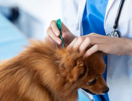 Does One Dewormer Kill Every Worm a Puppy or Kitten Has?