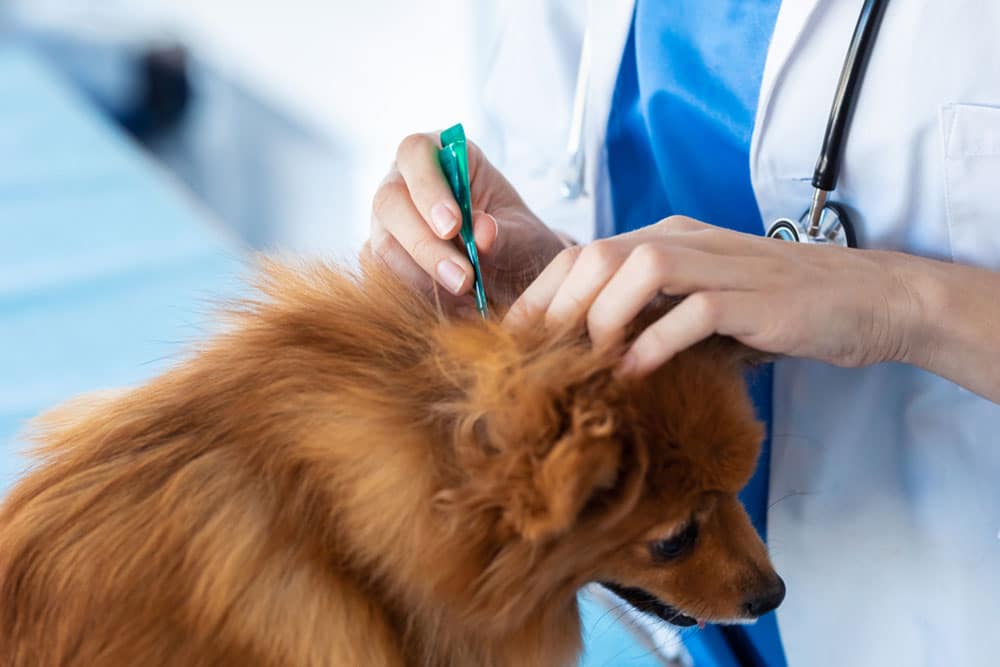 A veterinarian in a white coat applies a treatment to the ear of a small brown dog in a clinic setting. The vet uses a green applicator while gently holding the dog’s head.